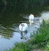 Swans on the canal
