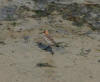 Bar tailed godwit at West Bay 