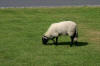 Sheep grazing in Goathland
