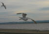 Heering gull on the wing at Burnham on Sea 