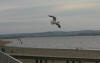 Black headed gull at Burnham on Sea 