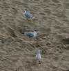 Gulls on Burnham beach 