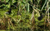 Moorhen and chicks 