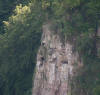 Cliif with falcon's nest at Symonds Yat 
