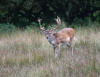 Fallow Deer buck at Bolderwood, New Forest 