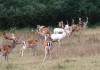 Fallow Deer at Bolderwood in the New Forest 