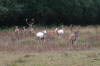 Fallow Deer bucks and does at Bolderwood 