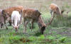 Fallow Deer feeding in the New Forest 