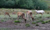 Fallow Deer feeding in the New Forest 