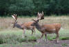 Fallow Deer bucks in the New Forest 