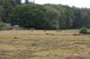 Ober Heath, New Forest