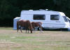 Ponies in the camp site at Aldridge Hill 