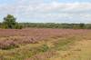 Ober Heath, New Forest 