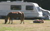 Ponies in the camp site at Aldrridge Hill, Brockenhurst 
