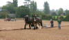 Shire horses ploughing 