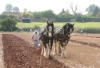 Shire horses ploughing 