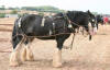 Shire horses resting at the end of a furrow 