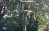 Sparrows around a bird table 