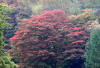 Fine autumn colours at Westonbirt 