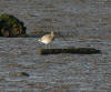 Curlew at Axmouth 