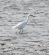 Egret at Axmouth 