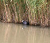 Coot in the reeds at Apex Park 