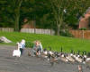 Feeding the geese at Apex Park 