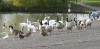 Geese waiting to be fed at Apex Park 