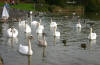 Swans at Apex Park 