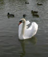 Swan, coot and ducks 