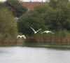 Mute Swans taking off from Apex Park 