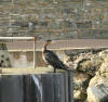 Cormorant at West Bay