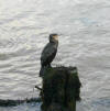 Cormorant at West Bay 