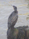 Cormorant at West Bay 