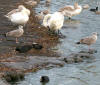 Coot, Moorhen, Swans and Gulls 