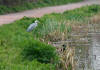 Heron fishing on the Bridgwater & Taunton Canal 