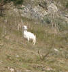 Goat in Burrington Combe 
