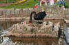 Black swan building a nest 