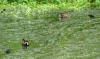 Moorhens on Box Pond 