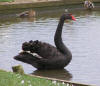 Black swan at Abbotsbury 