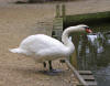 Mute swan at Abbotsbury 