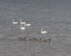 Canada Geese and Mute Swans 