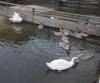 Swans and cygnets 