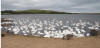 Mute swans on the Fleet at Abbotsbury 