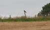 Buzzard on a post by the canal 