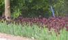 Tulips at Hestercombe 