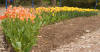 Tulips at Hestercombe 