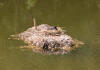 Moorhen nesting at Hestercombe 