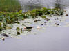 Lilies in Hatchet Pond