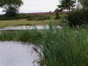 Reeds fringe Hatchet Pond